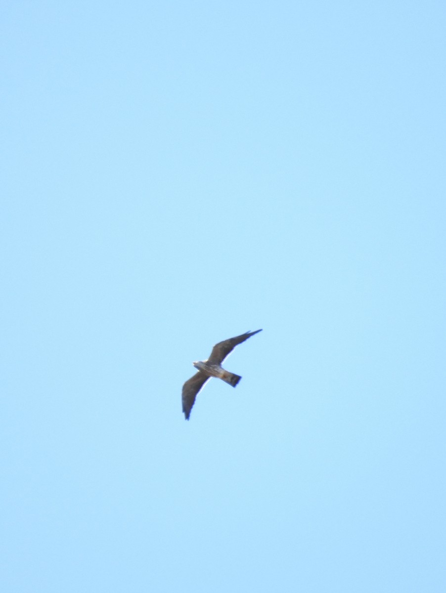 Mississippi Kite - ML623589498