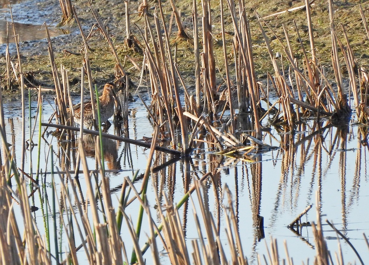 Wilson's Snipe - ML623589506