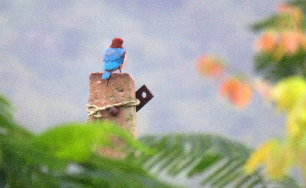 White-throated Kingfisher - ML623589535