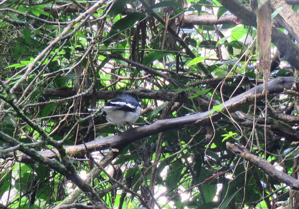 Oriental Magpie-Robin - ML623589538