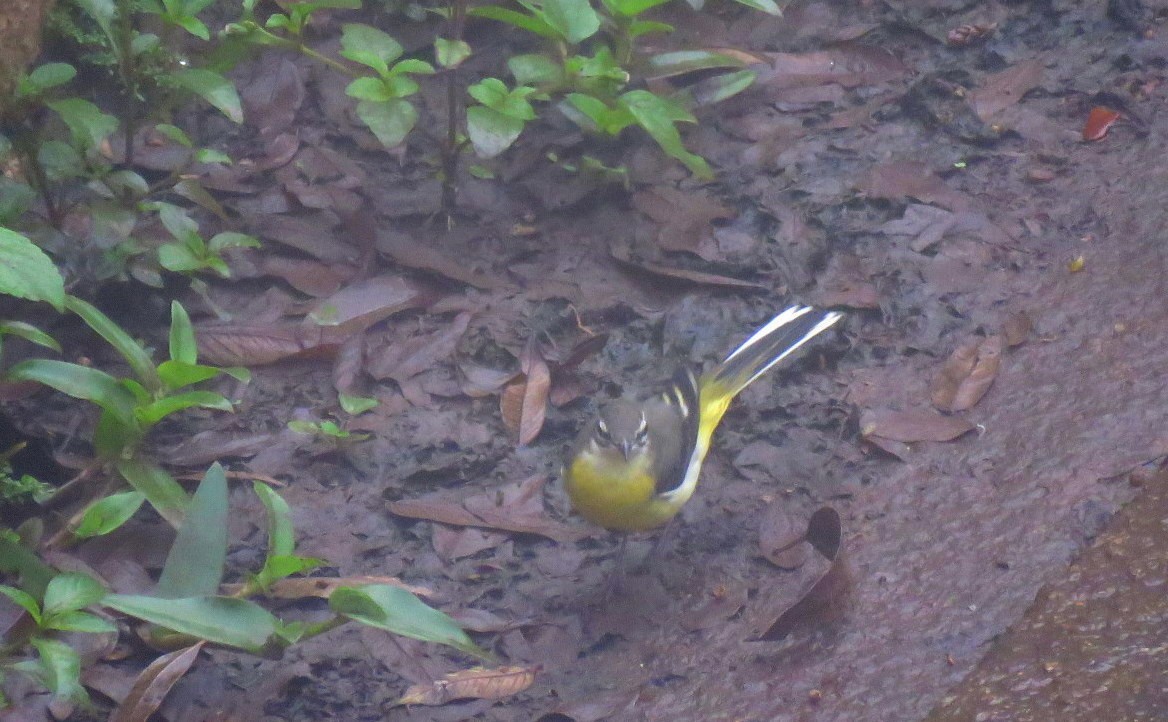 Gray Wagtail - ML623589540