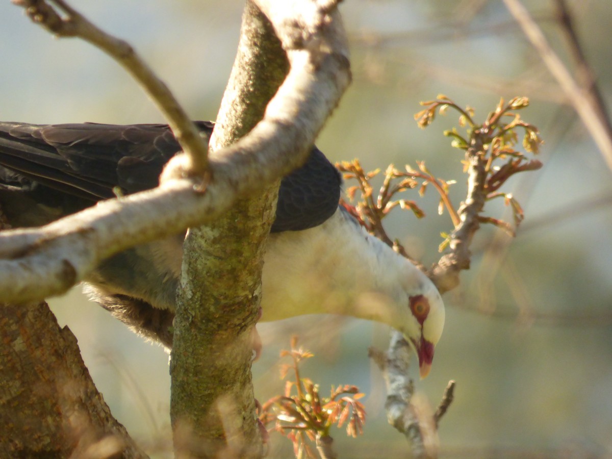 White-headed Pigeon - ML623589555