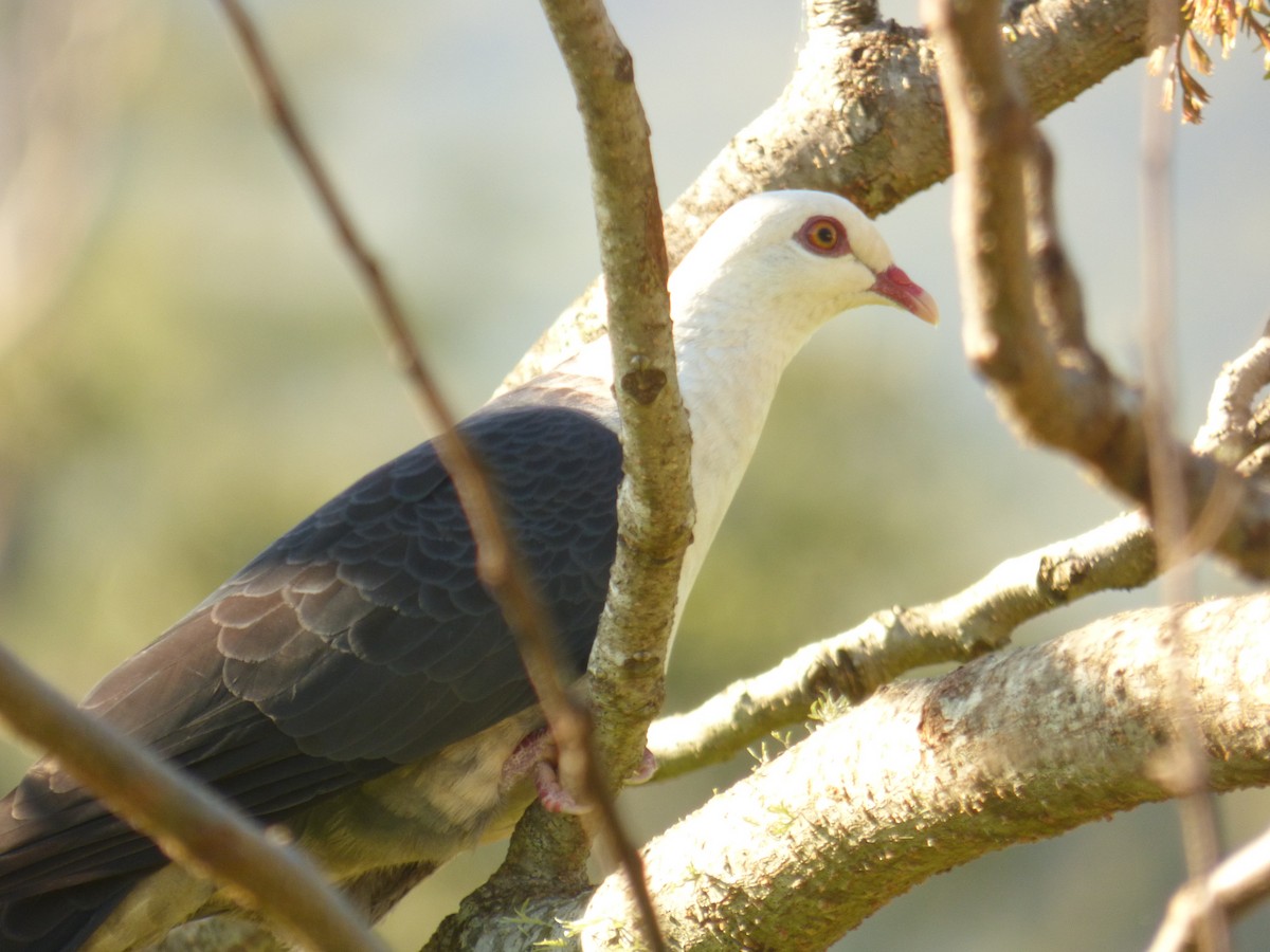 White-headed Pigeon - ML623589556