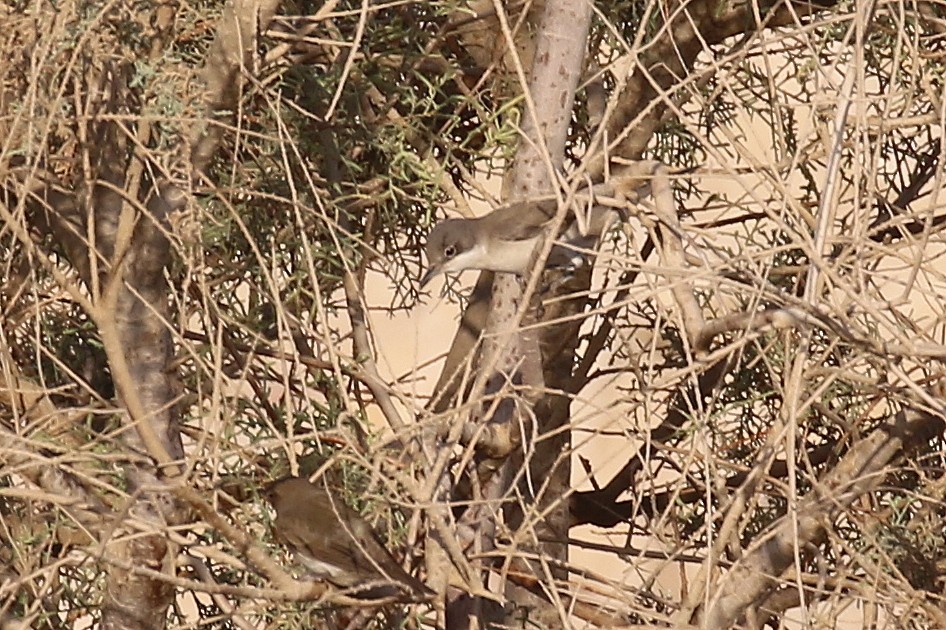 סבכי חורש - ML623589562