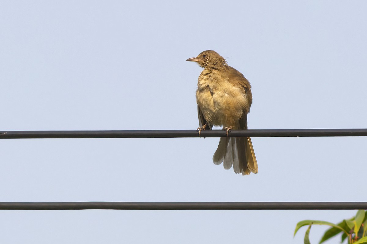 Streak-eared Bulbul - ML623589573