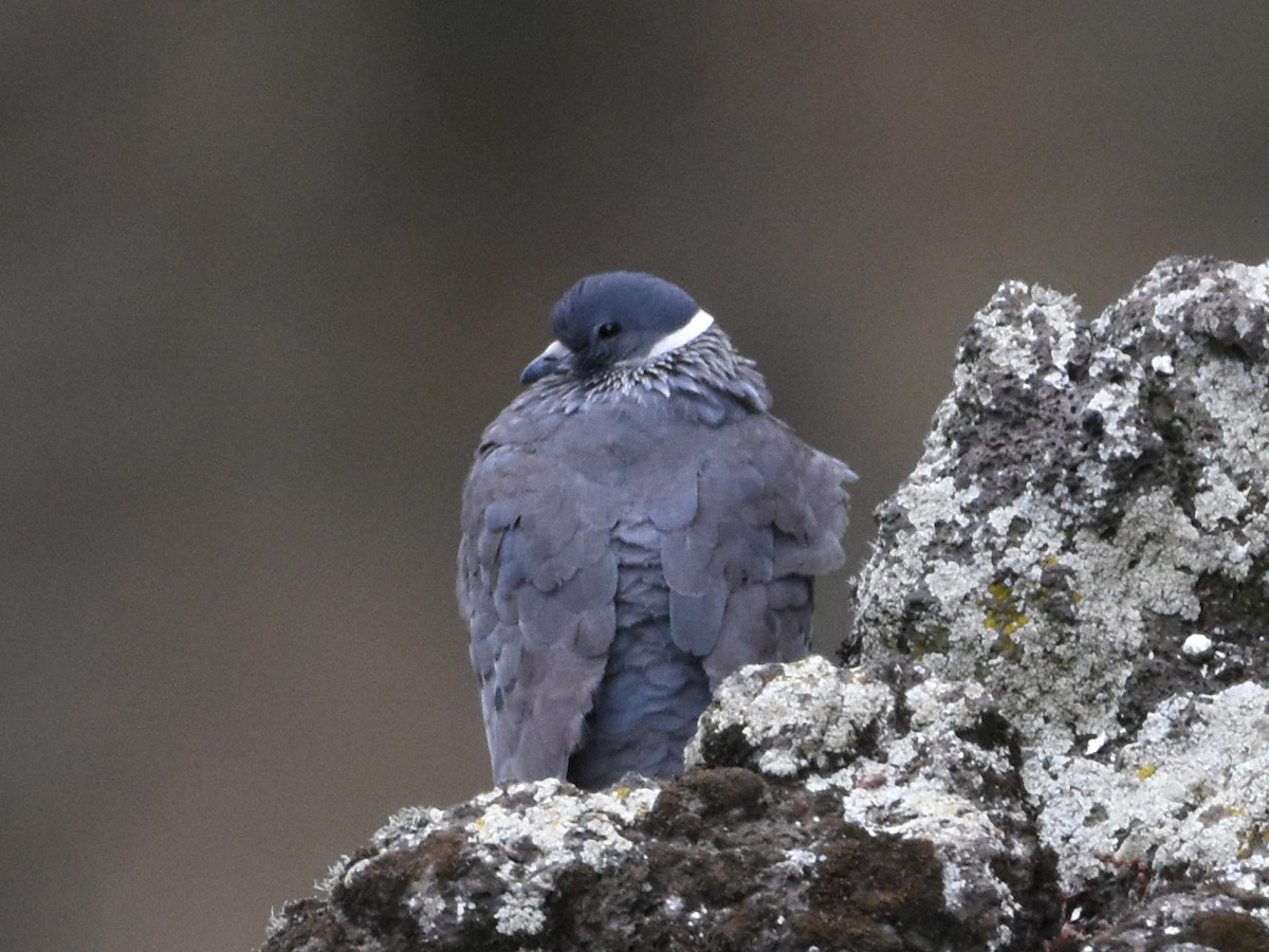 White-collared Pigeon - ML623589611