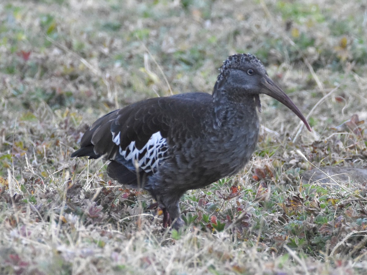 Wattled Ibis - ML623589613