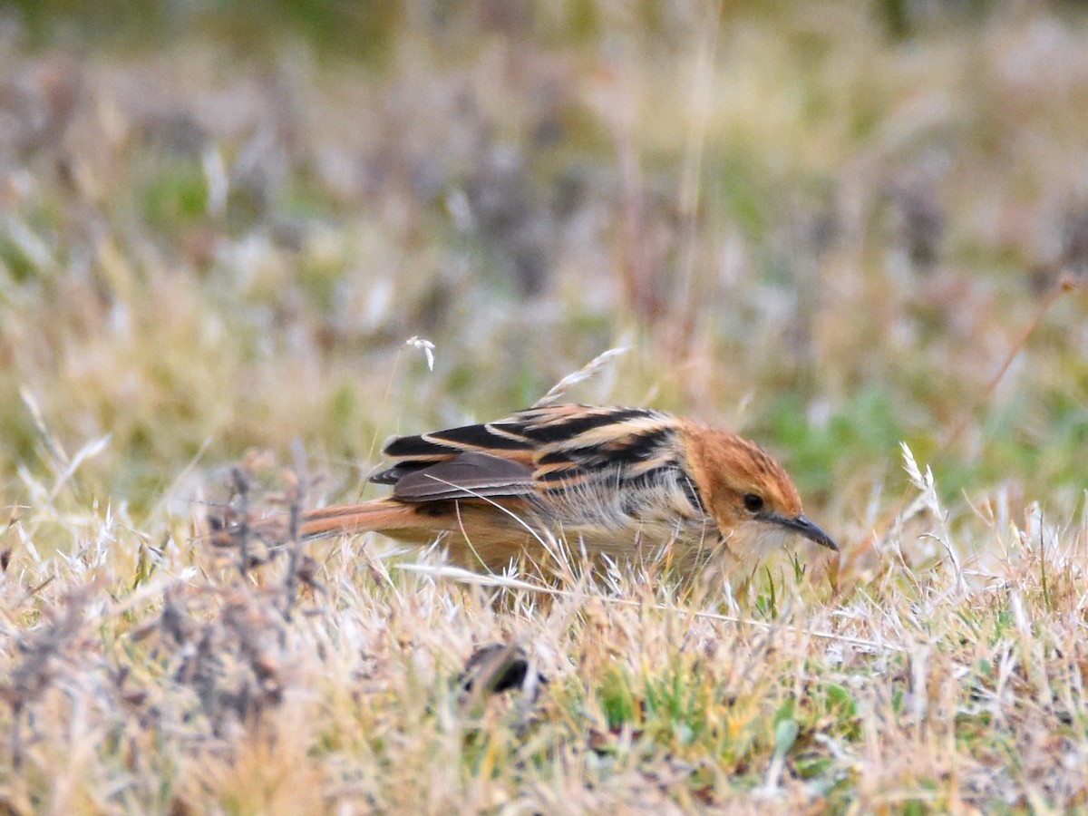 Ethiopian Cisticola - ML623589624