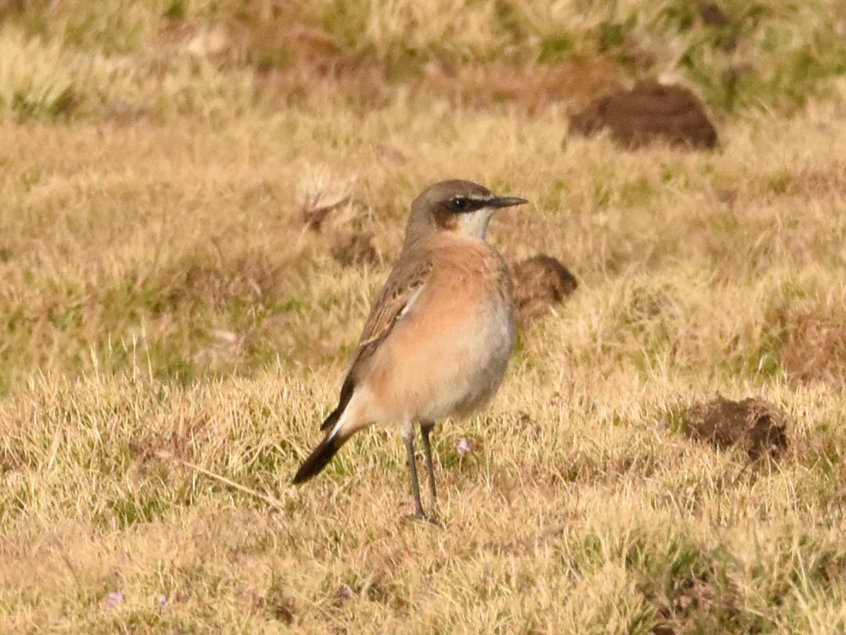 Rusty-breasted Wheatear - ML623589641