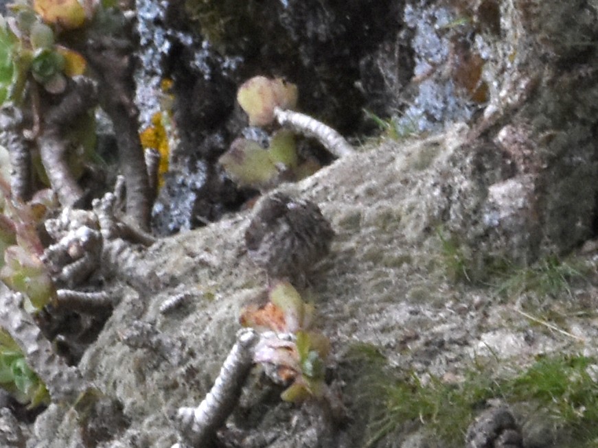 Ankober Serin - ML623589645