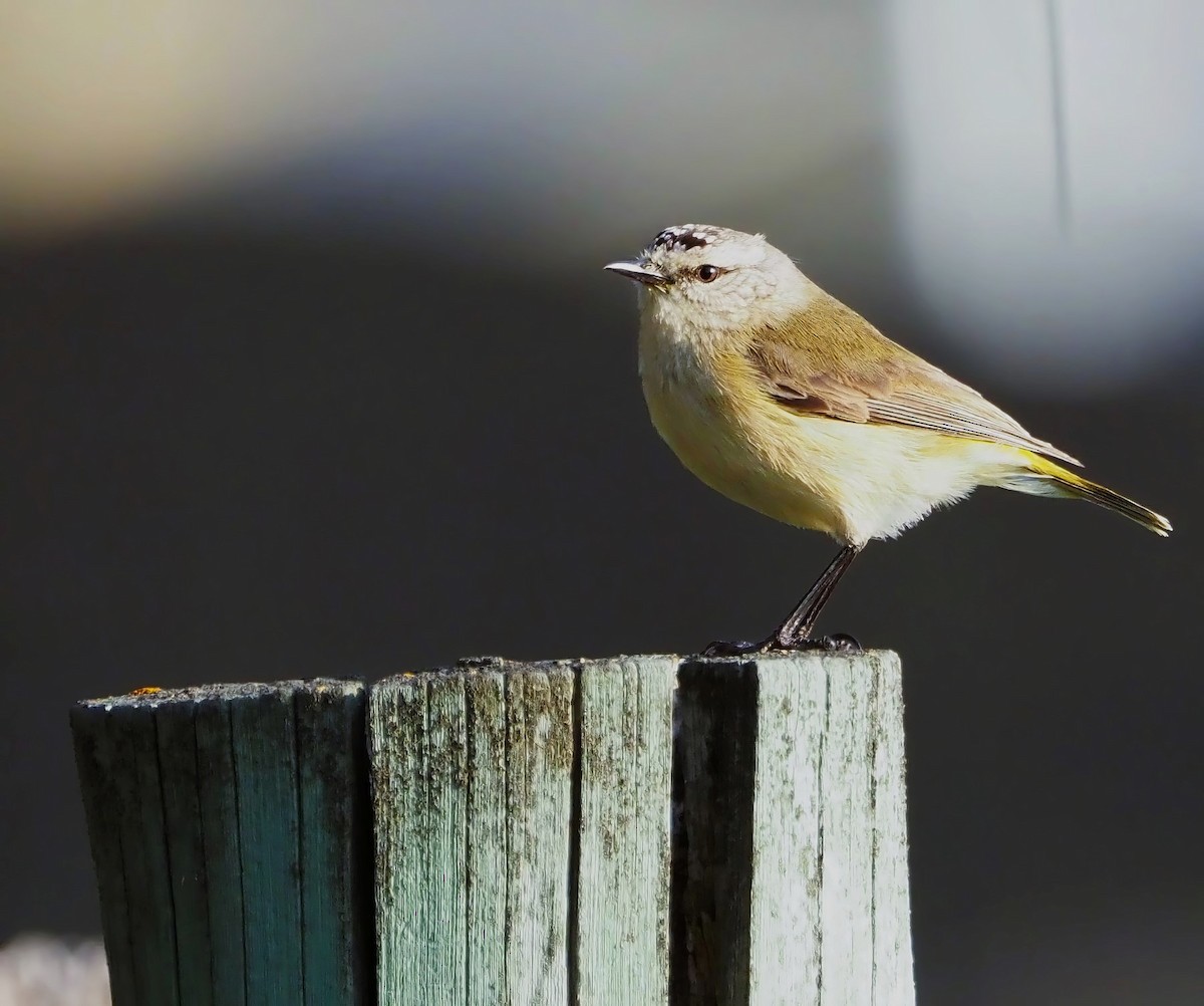 Yellow-rumped Thornbill - ML623589650