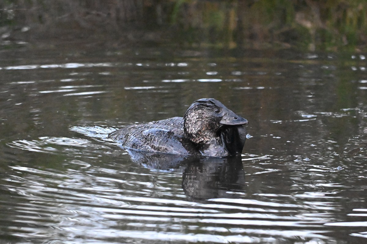 Musk Duck - ML623589666