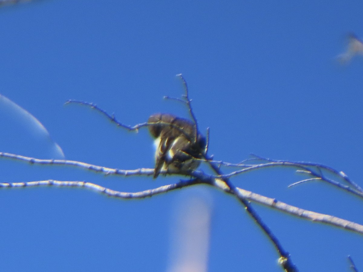 Olive-sided Flycatcher - ML623589673