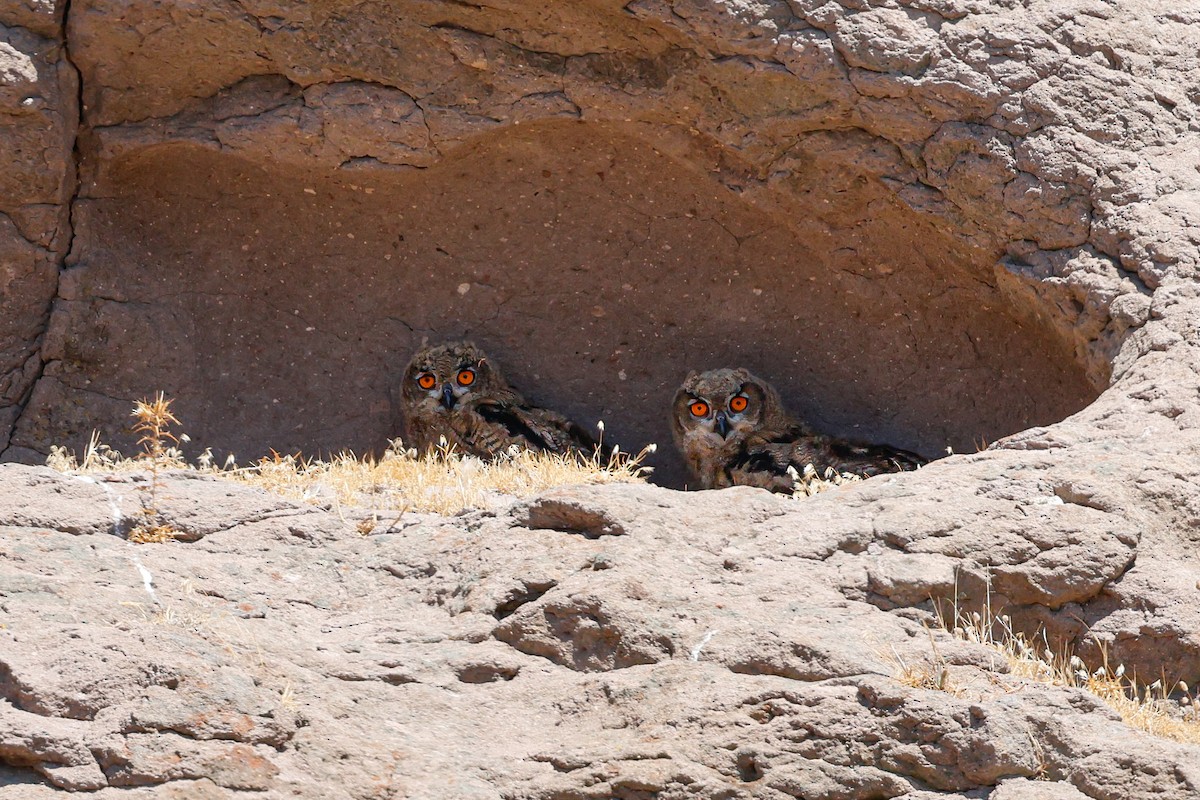 Eurasian Eagle-Owl - ML623589677