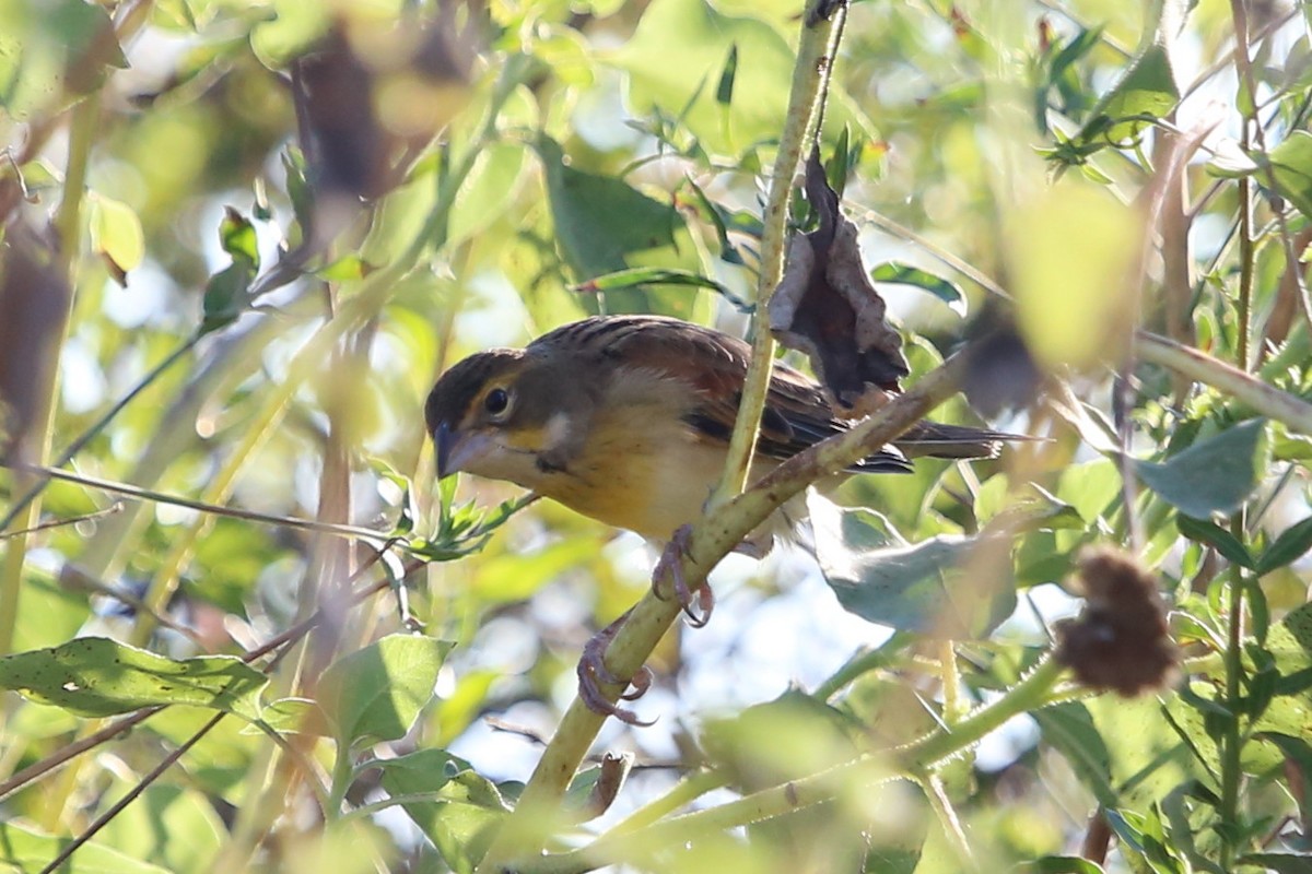 Dickcissel - ML623589691
