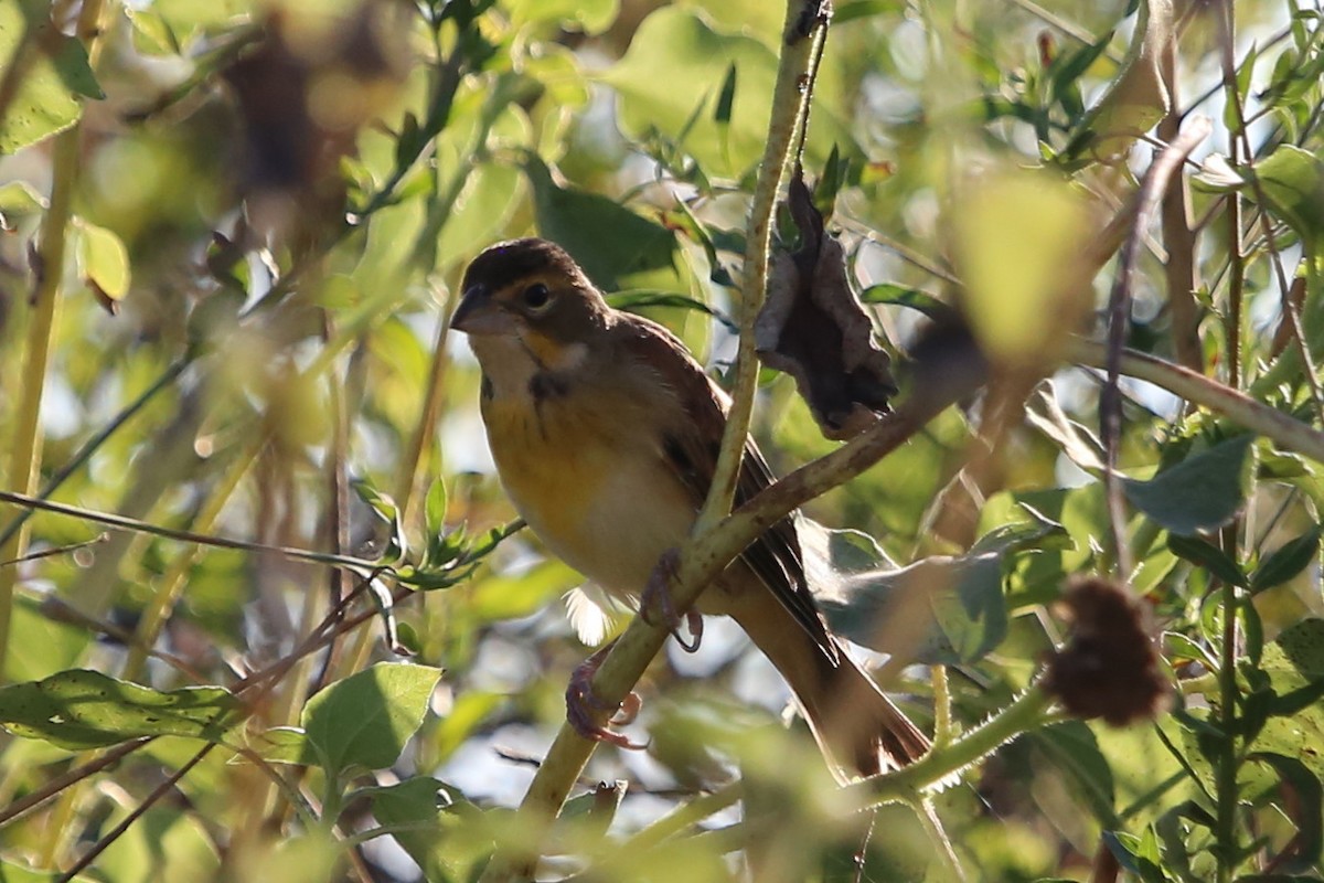 Dickcissel - ML623589692