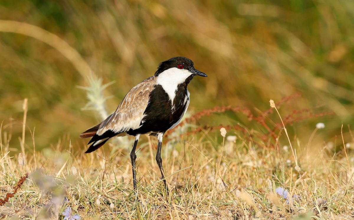 Spur-winged Lapwing - ML623589734