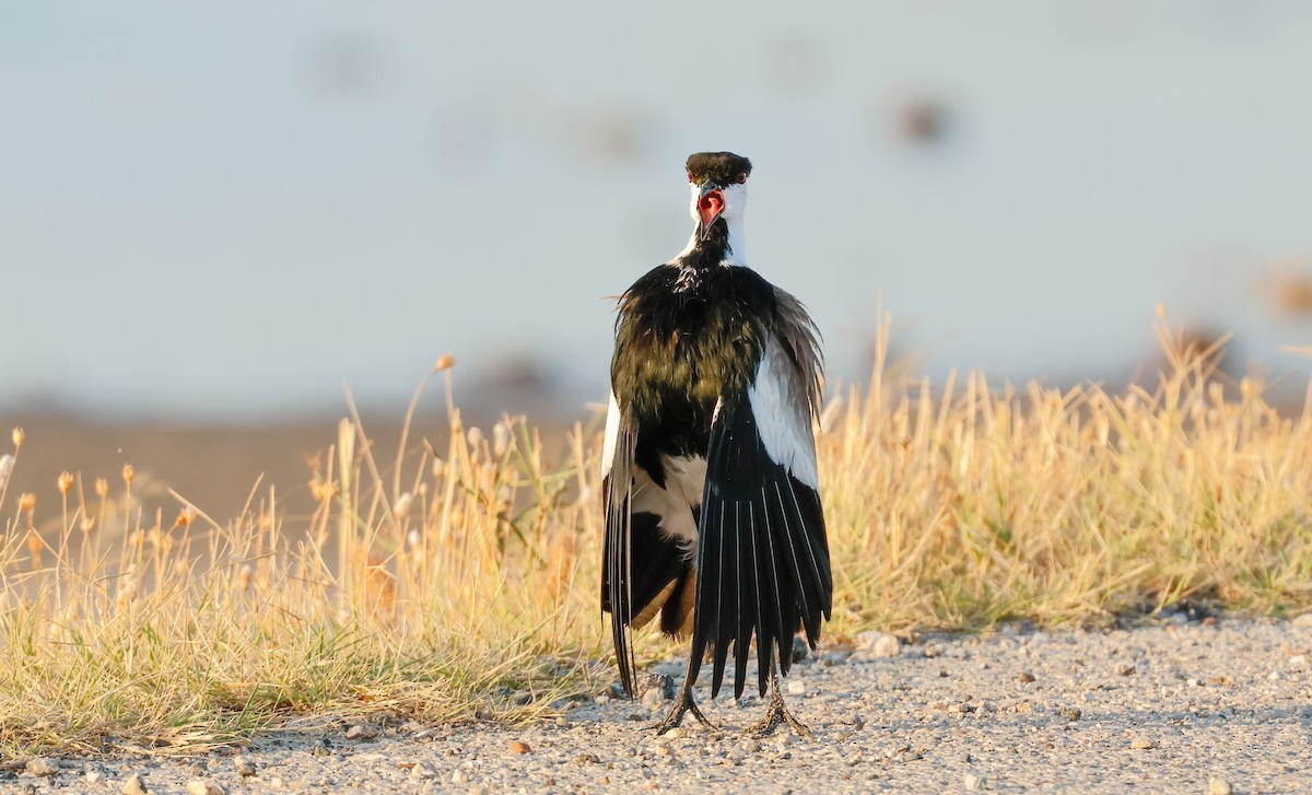 Spur-winged Lapwing - ML623589735