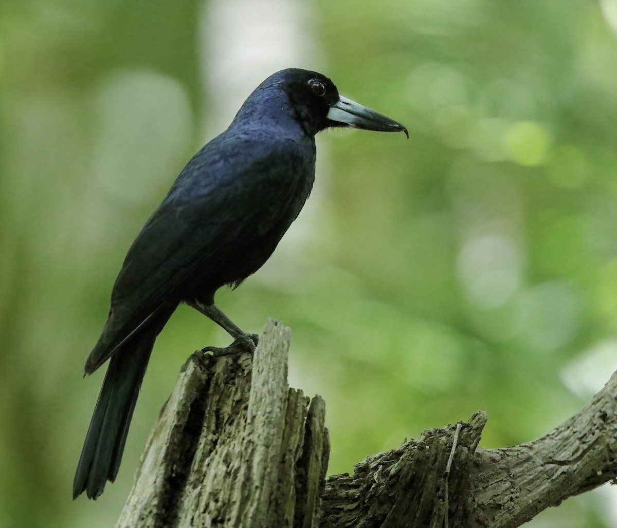 Black Butcherbird - ML623589756