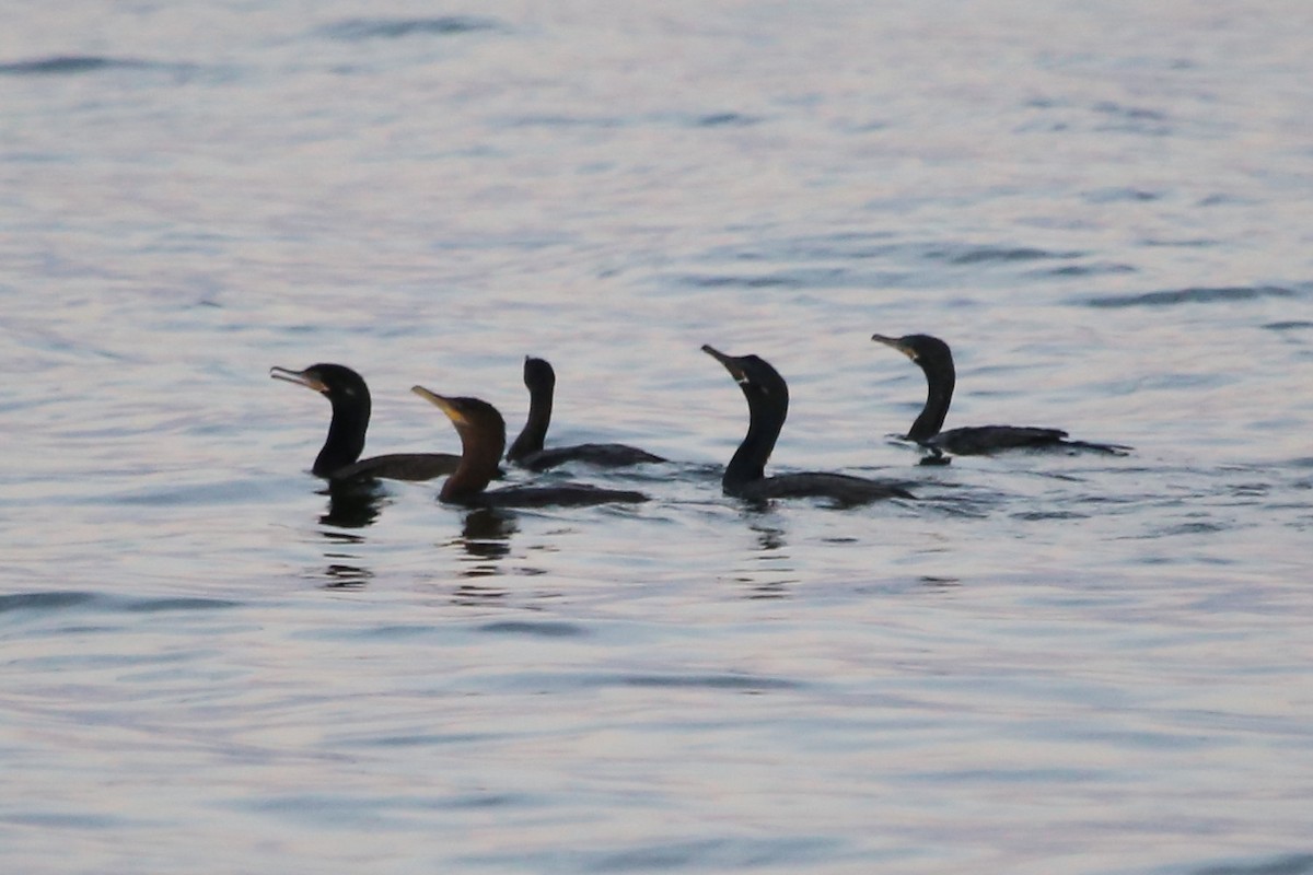 Neotropic Cormorant - ML623589773