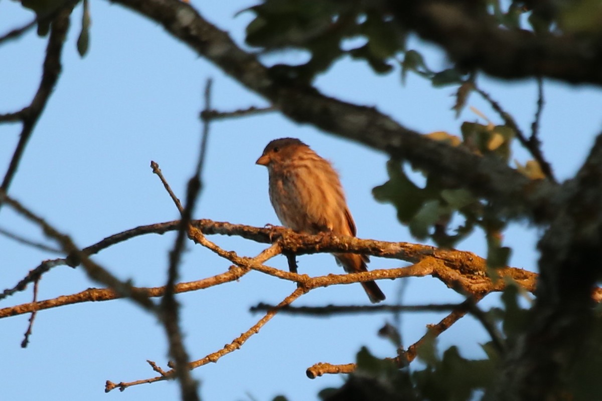House Finch - ML623589782