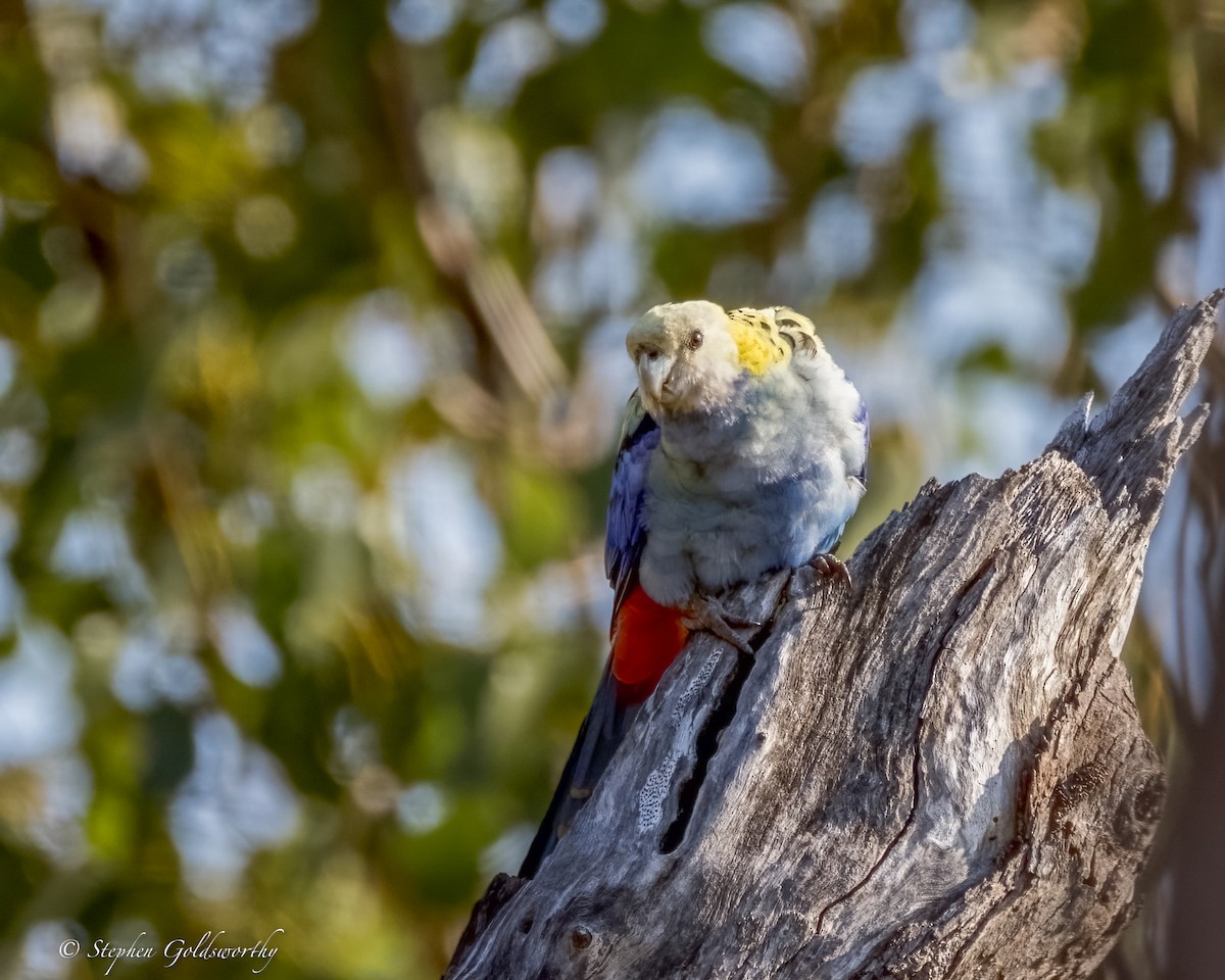 Pale-headed Rosella - ML623589807