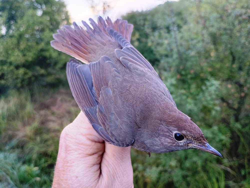 Thrush Nightingale - ML623589819