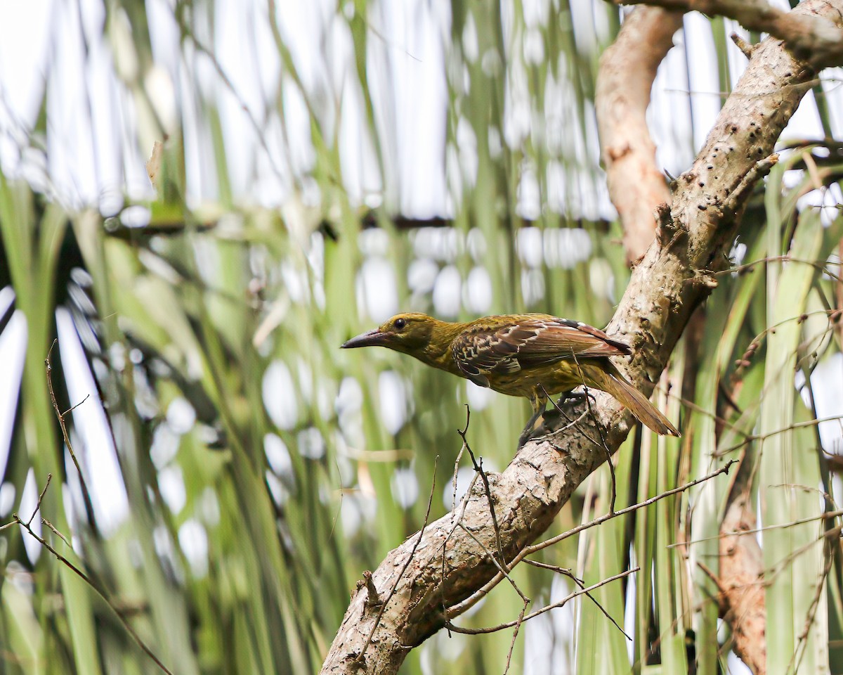 Oropéndola Verdosa - ML623589913