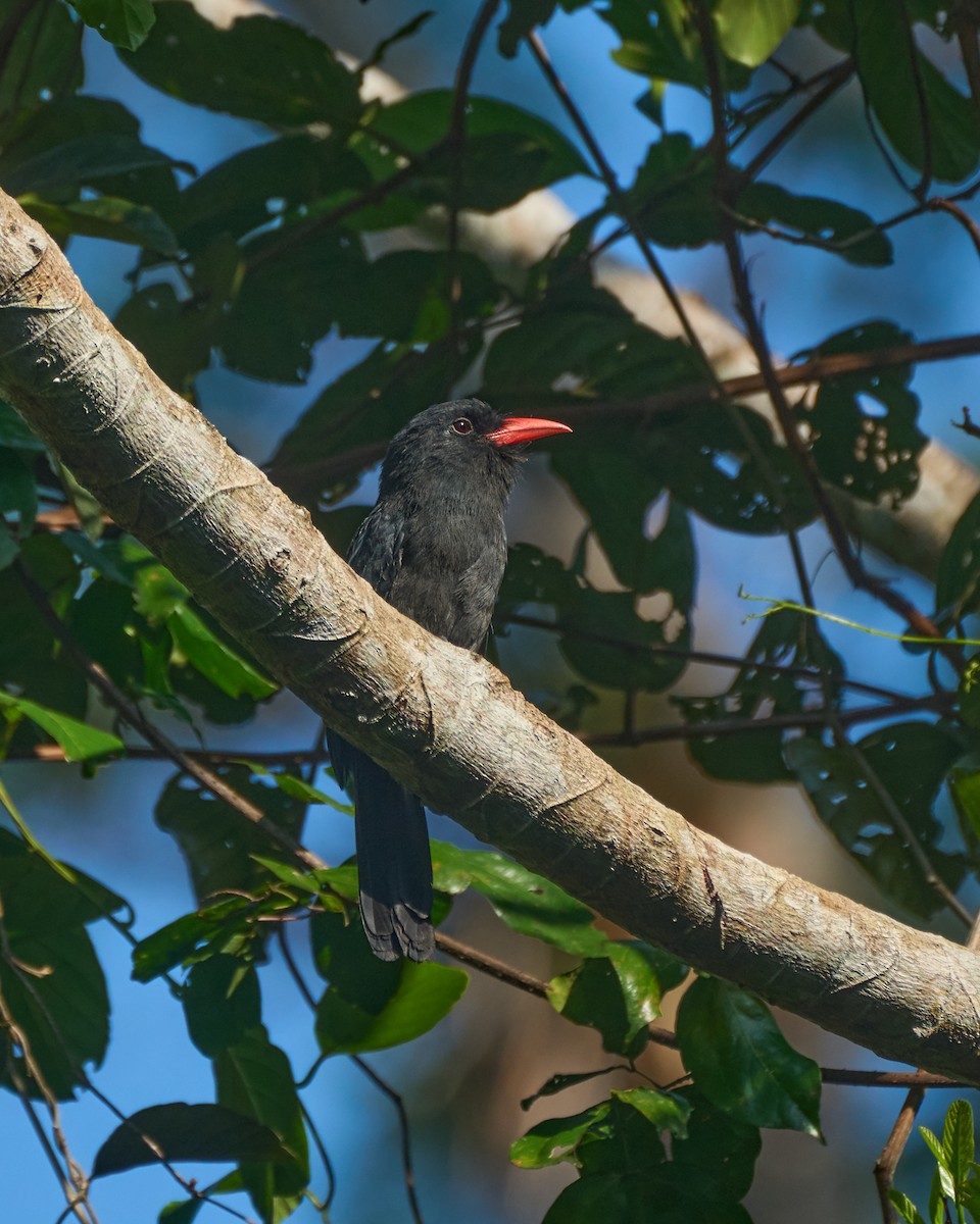 Black Nunbird - ML623589921