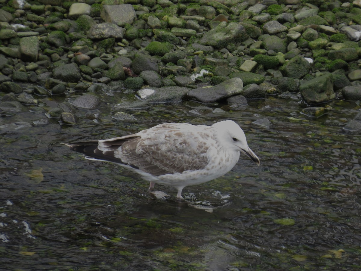 Caspian Gull - ML623589977