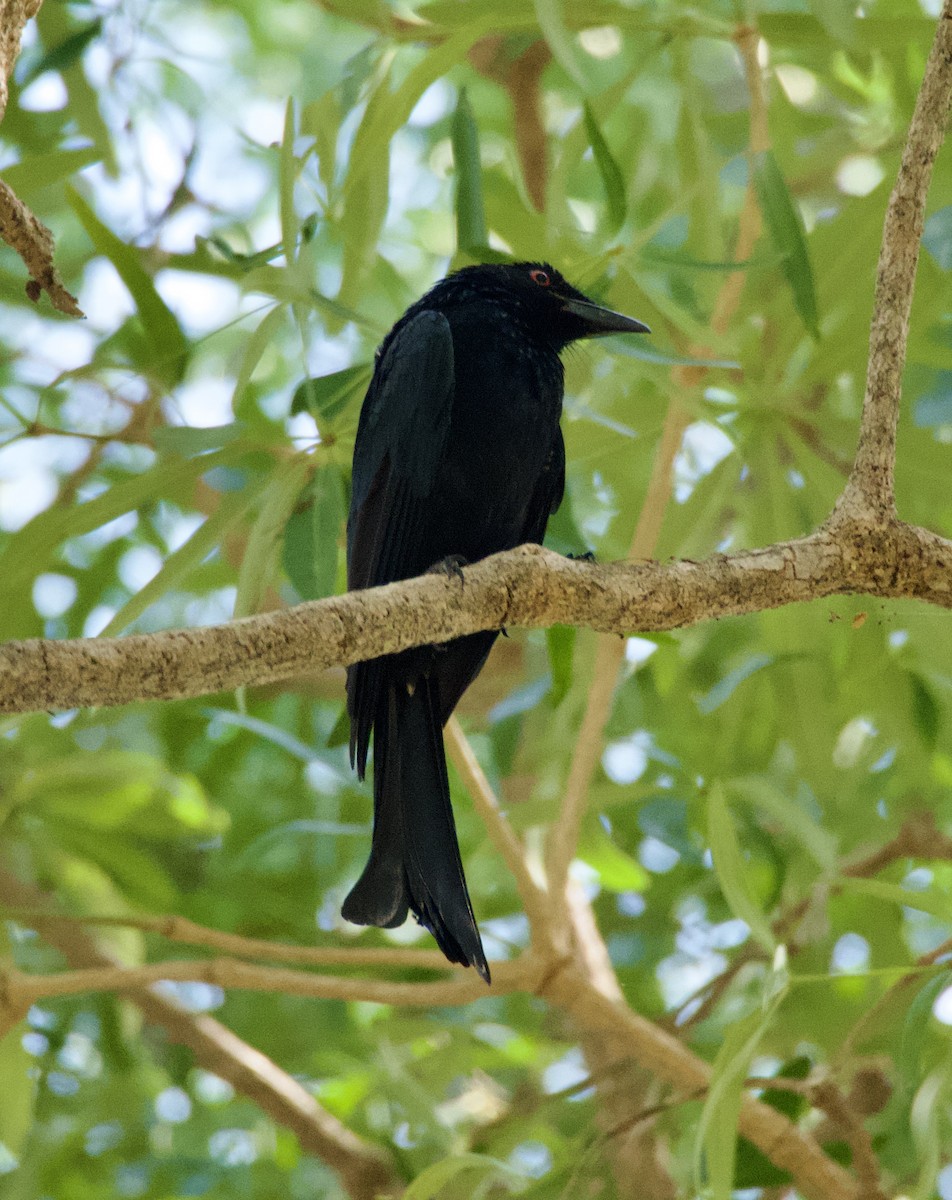 Spangled Drongo - ML623590111