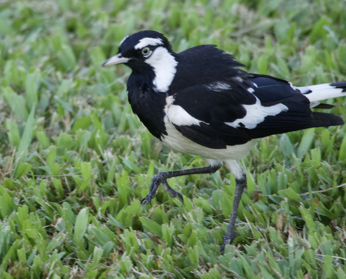 Magpie-lark - ML623590113