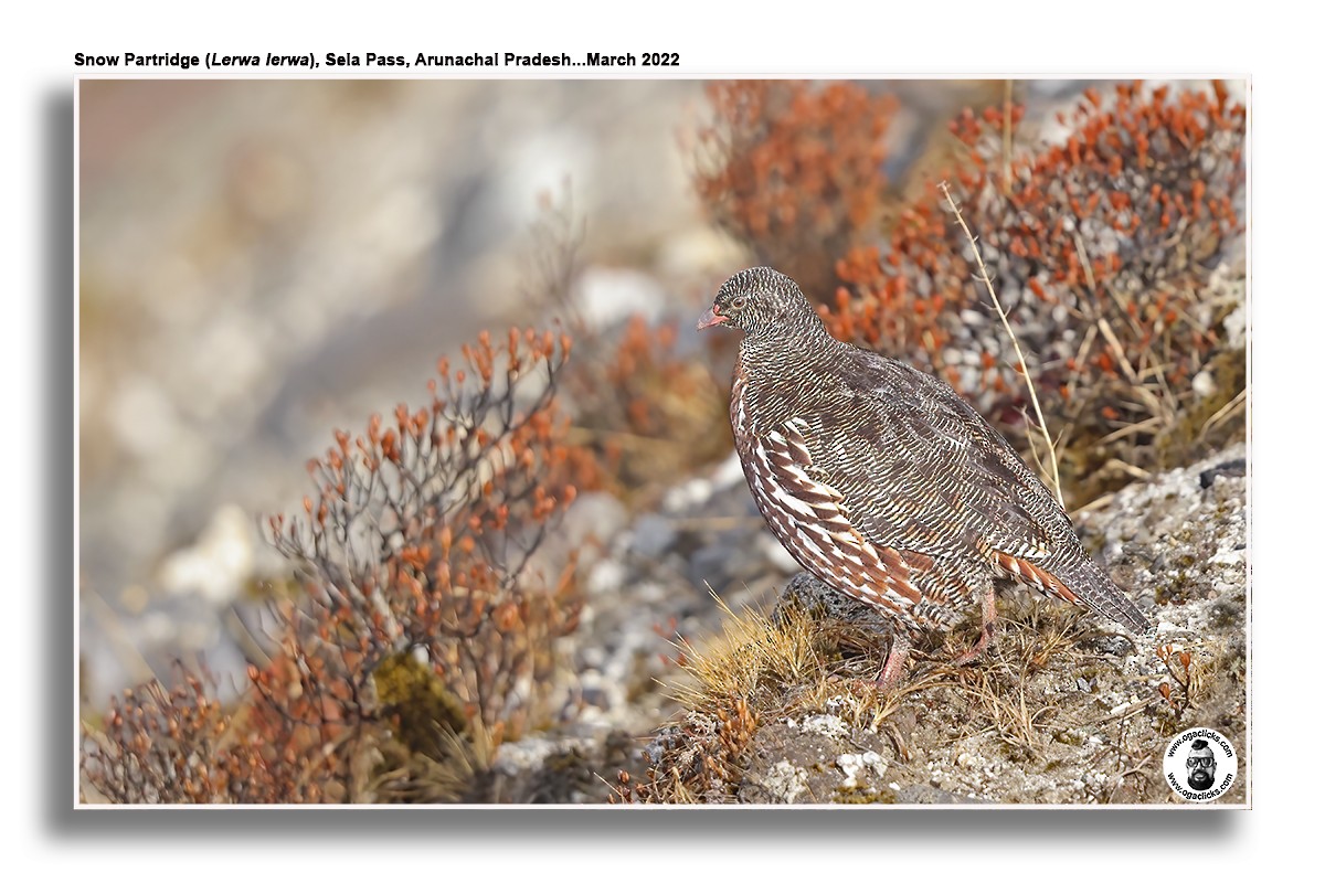 Snow Partridge - ML623590141