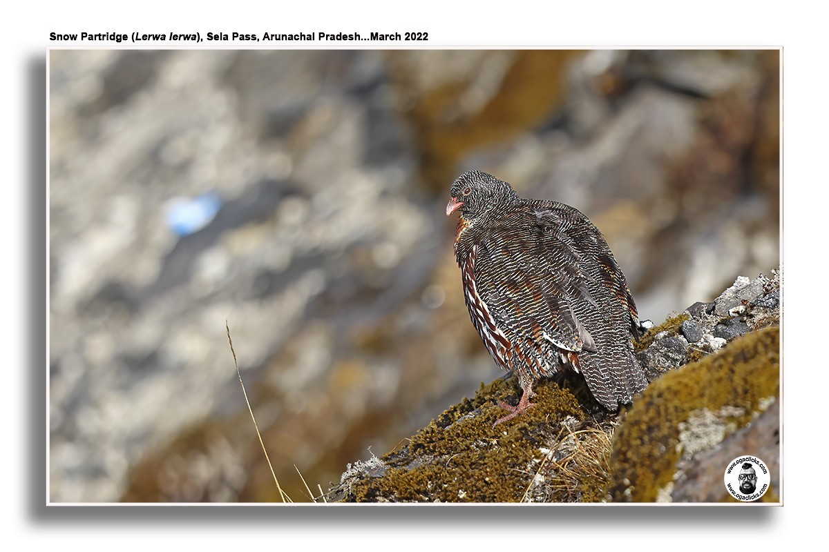 Snow Partridge - ML623590149