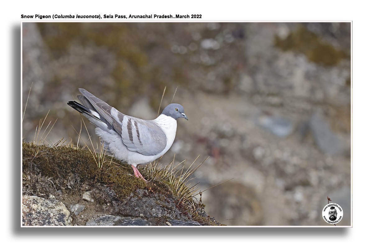 Snow Pigeon - ML623590154