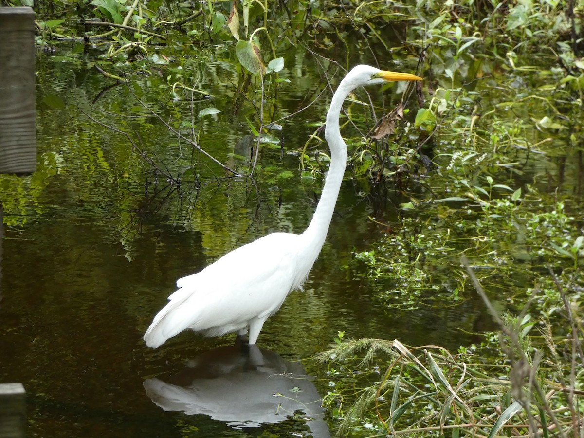 Great Egret - ML623590156