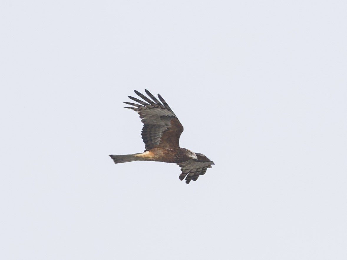 Square-tailed Kite - ML623590180