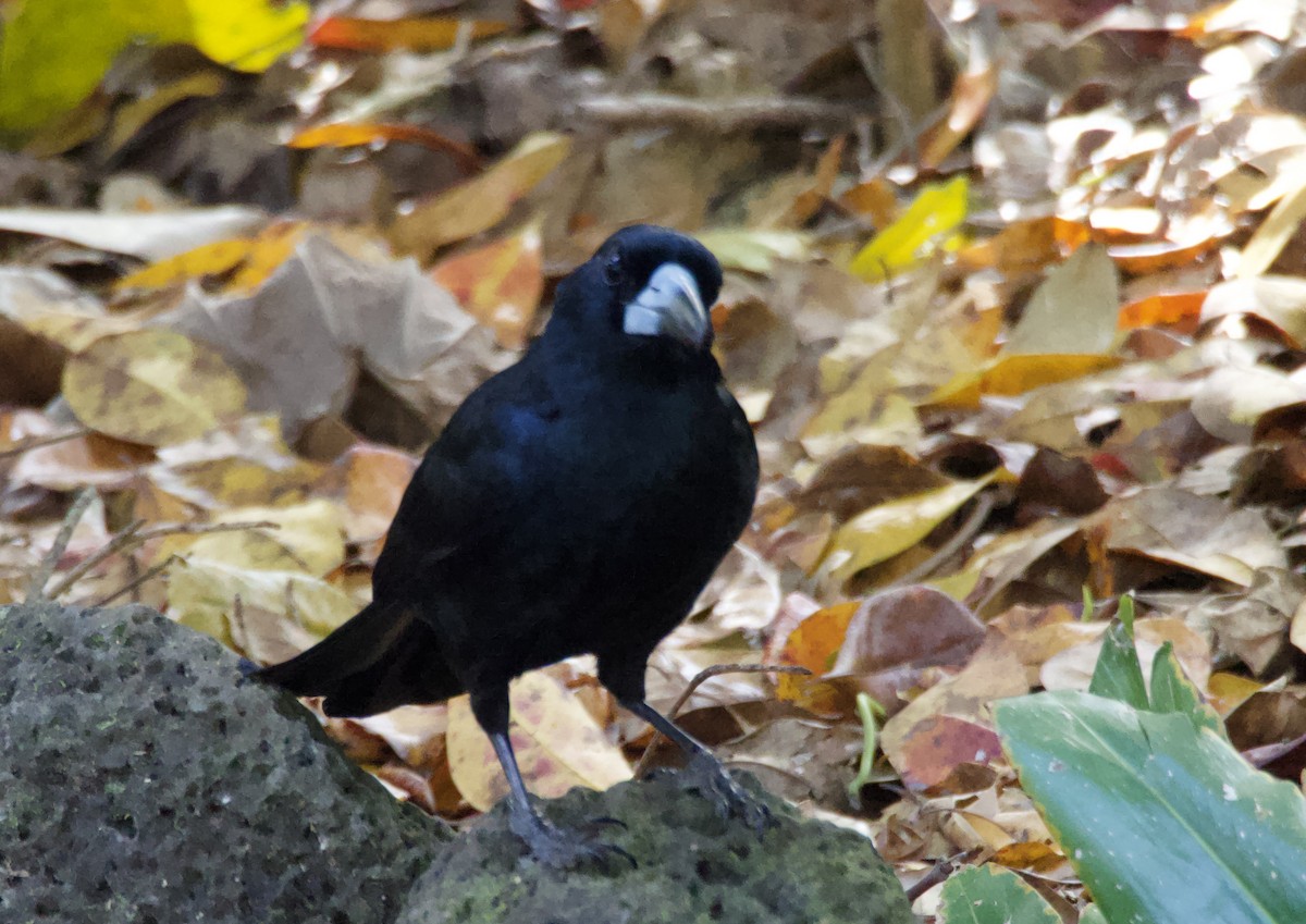 Black Butcherbird - ML623590188