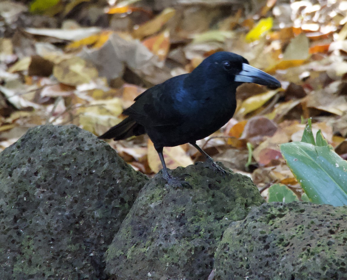 Black Butcherbird - ML623590189