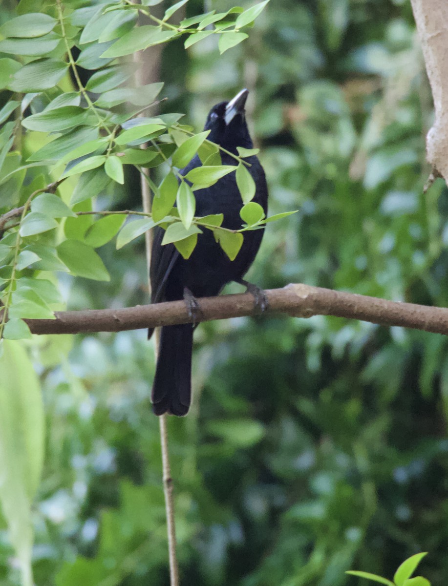 Black Butcherbird - ML623590192