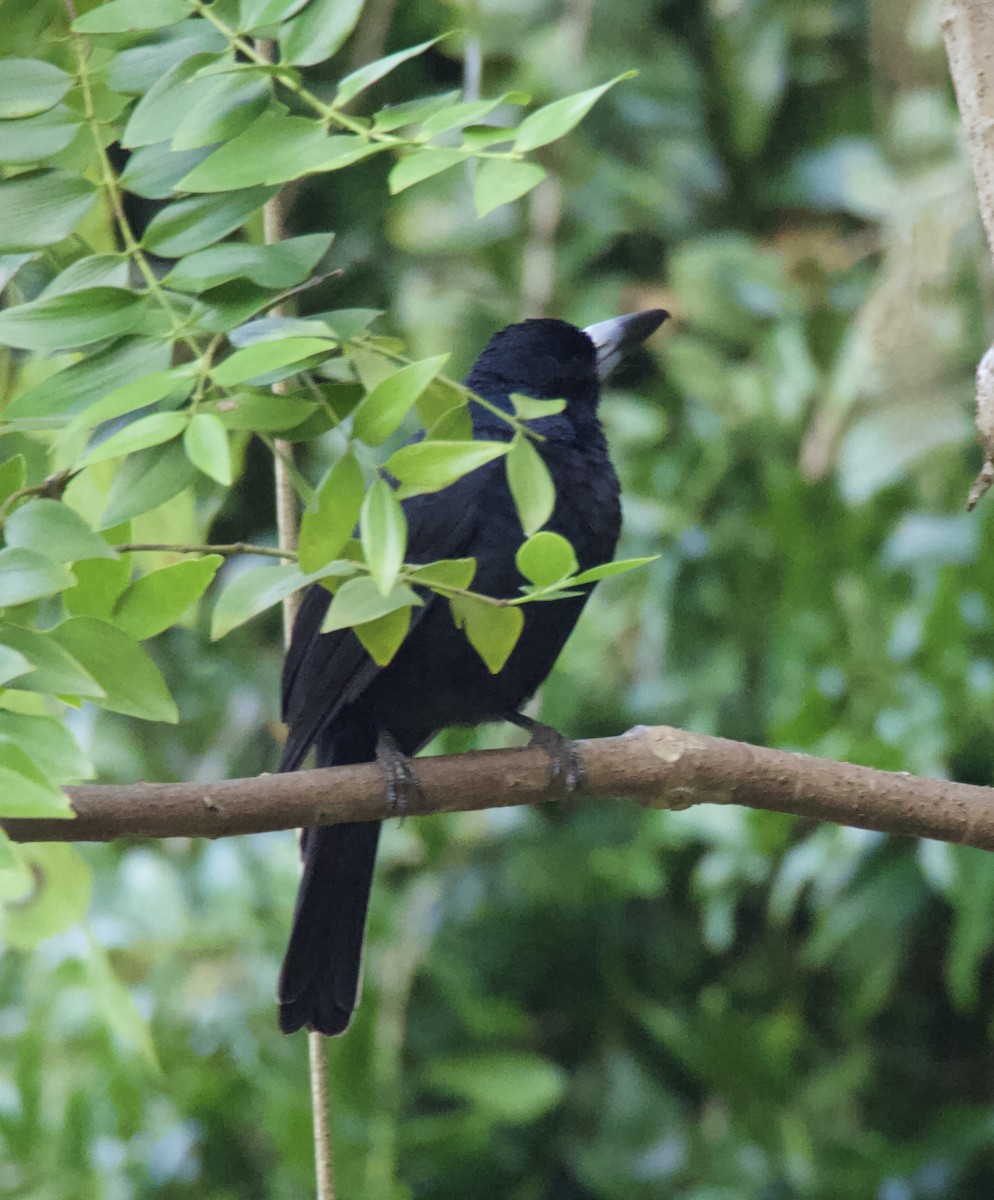 Black Butcherbird - ML623590196