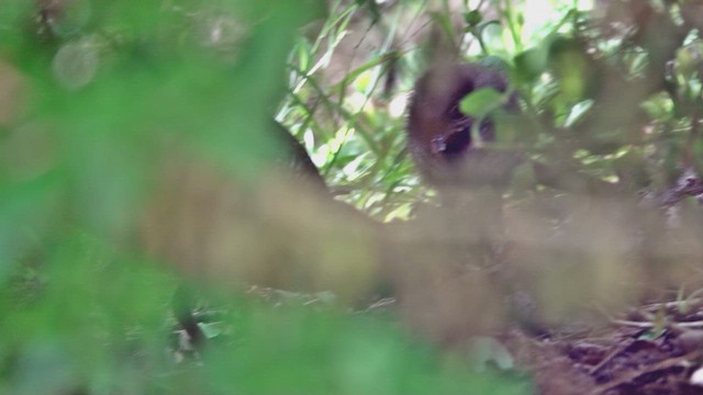 Buff-banded Rail - ML623590208