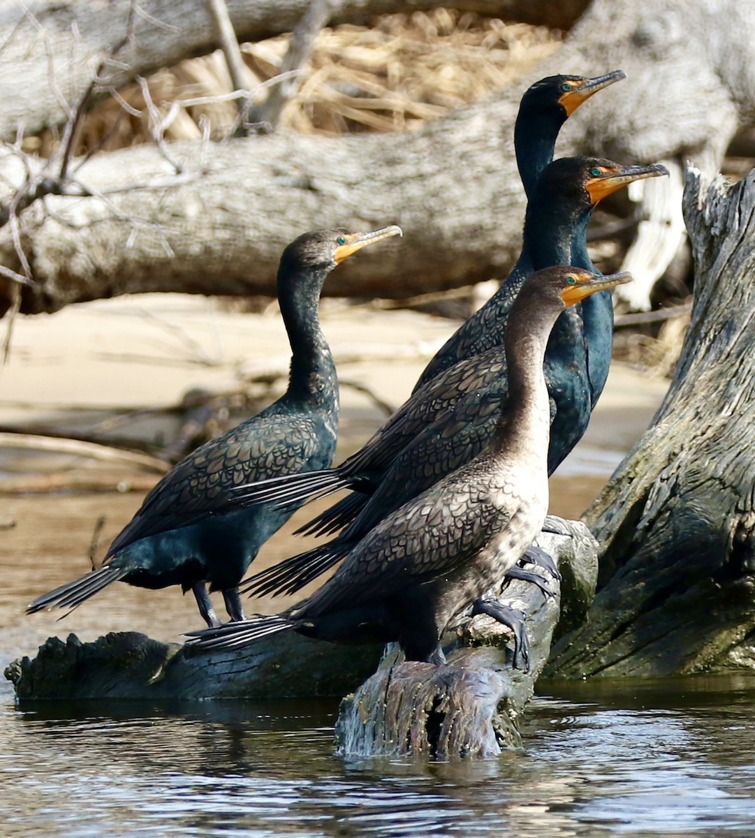 Cormorán Orejudo - ML623590248