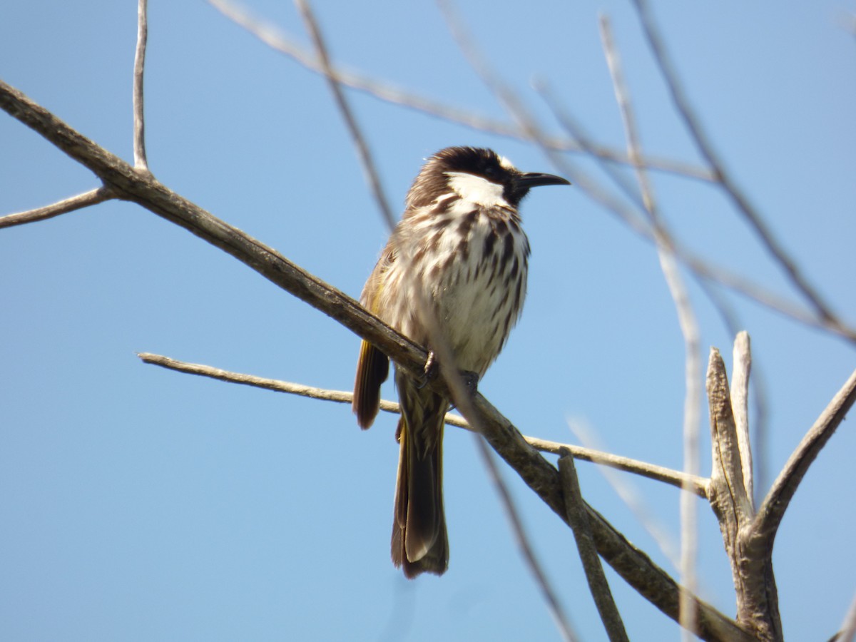 White-cheeked Honeyeater - ML623590308