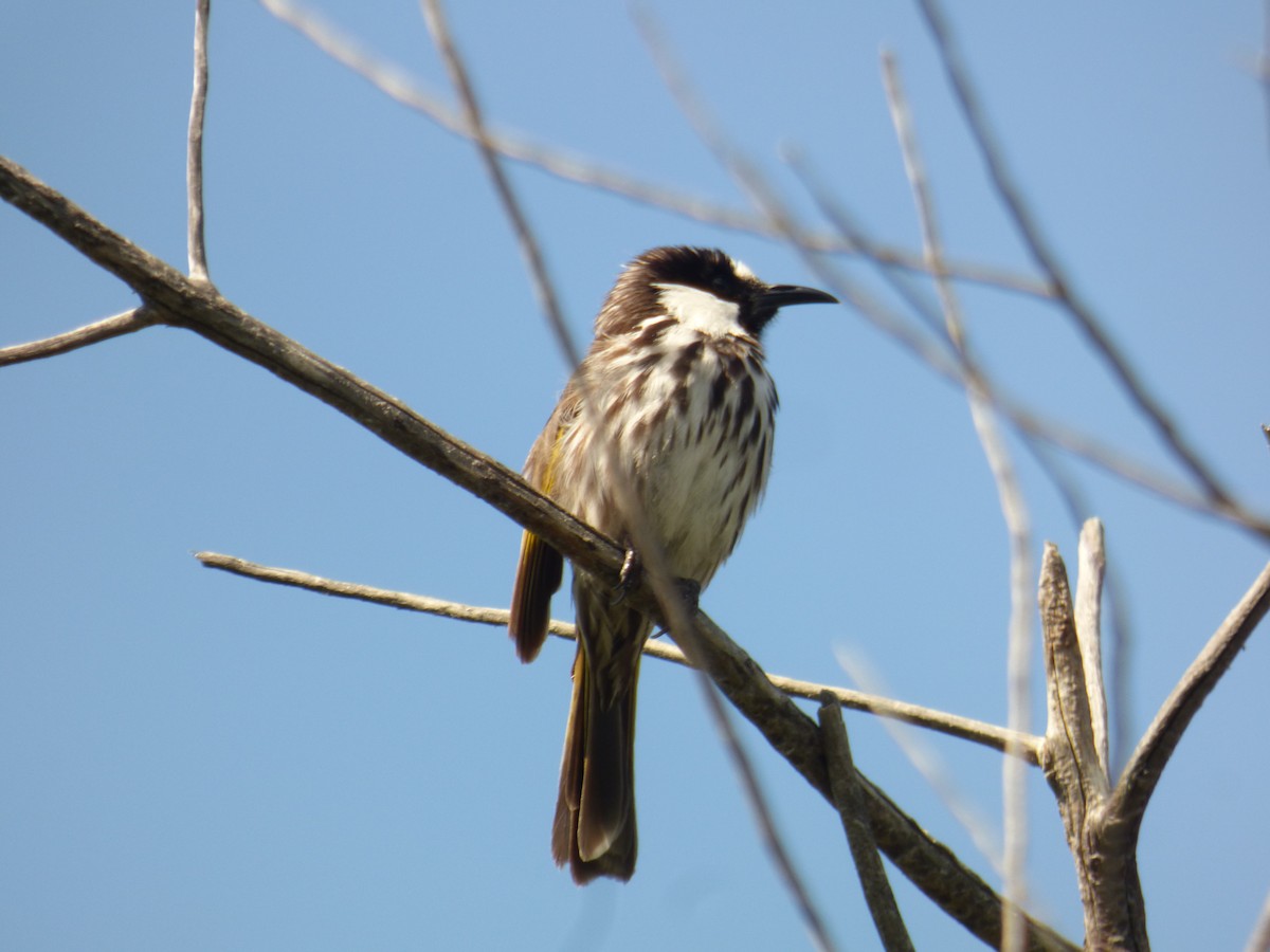 White-cheeked Honeyeater - ML623590309