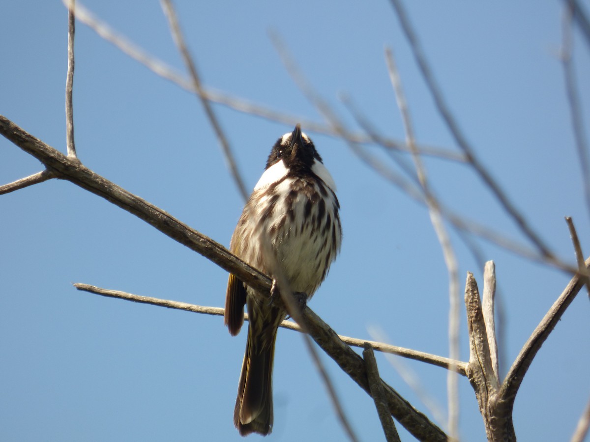 White-cheeked Honeyeater - ML623590310