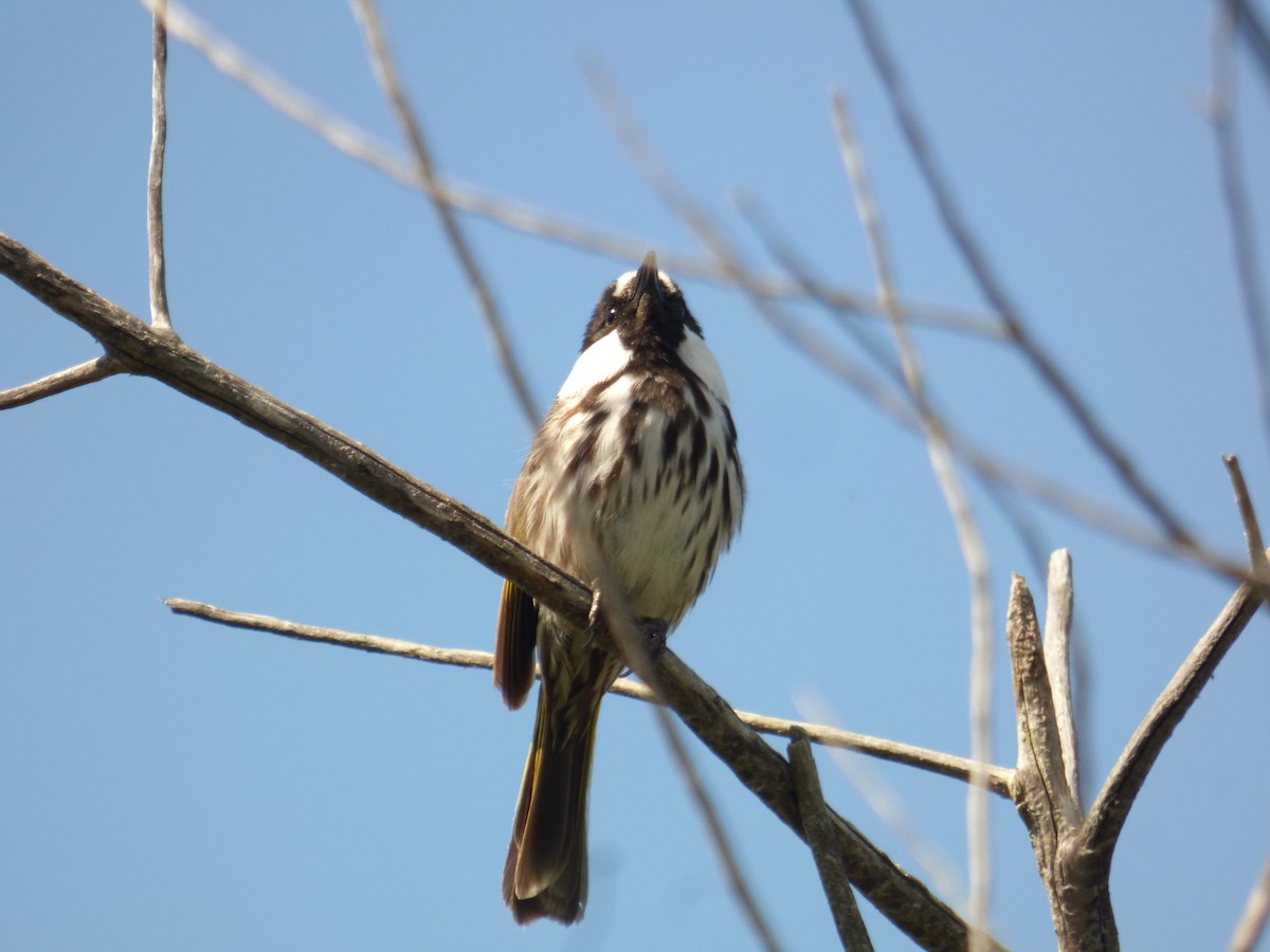 White-cheeked Honeyeater - ML623590311