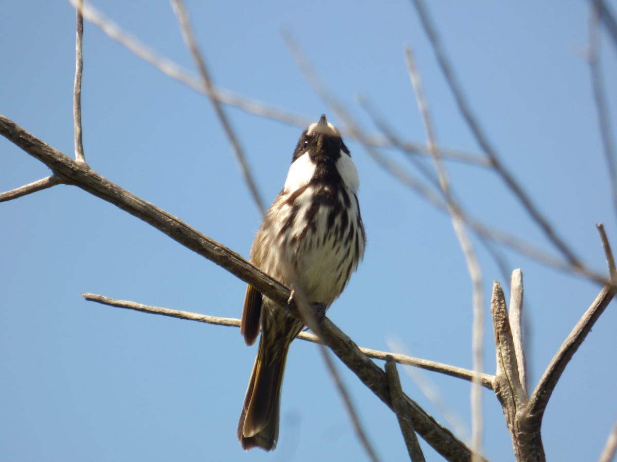 White-cheeked Honeyeater - ML623590312