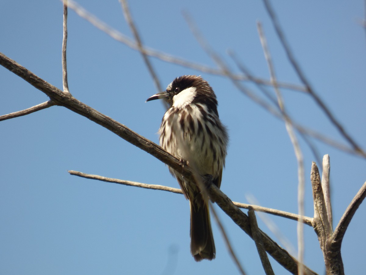 White-cheeked Honeyeater - ML623590313