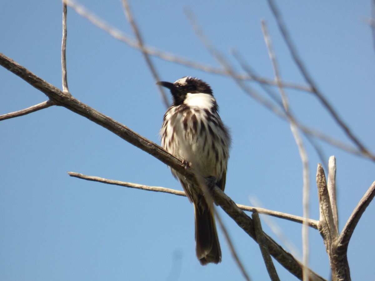 White-cheeked Honeyeater - ML623590314